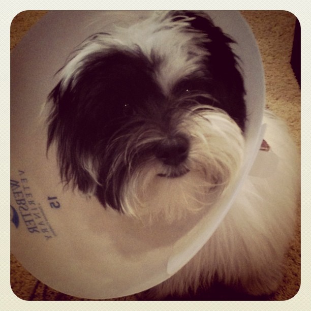 cone of shame. “cone of shame” for 10
